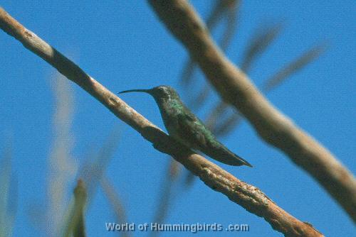 Hummingbird Garden Catalog: White-Tailed Goldenthroat